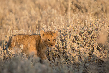 Lions in BWA