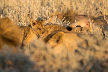 Lions in BWA