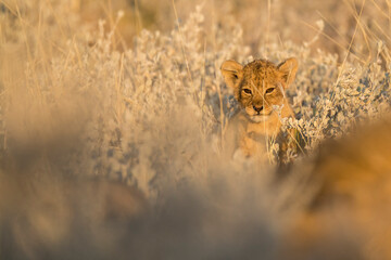 Lions in BWA
