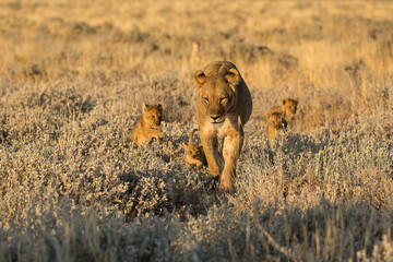 Lions in BWA