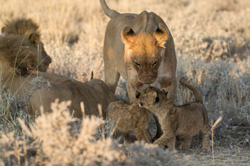 Lions in BWA
