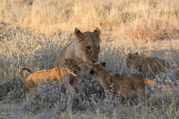 Lions in BWA