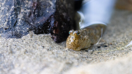 Close-up on a beautiful mudskipper (oxudercinae) in daintree rainforest national park in queensland, australia; the unique wildlife of daintree tropical rainforest