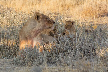 Lions in BWA
