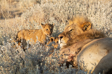 Lions in BWA