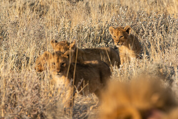 Lions in BWA