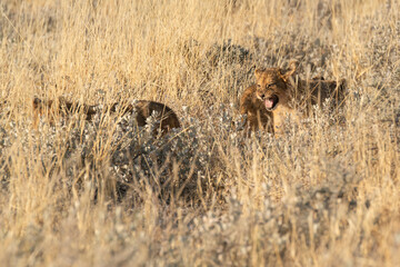 Lions in BWA