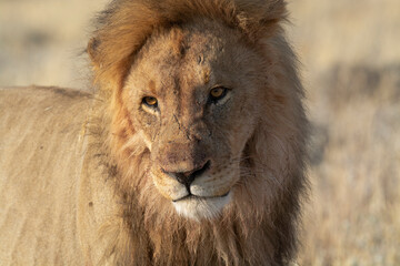 Lions in BWA