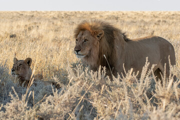 Lions in BWA