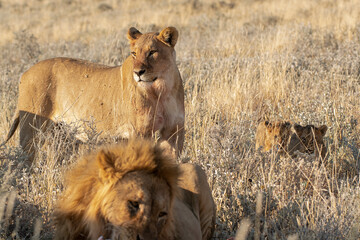 Lions in BWA