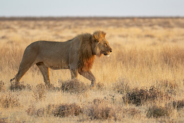 Lions in BWA