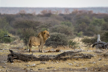Lions in BWA