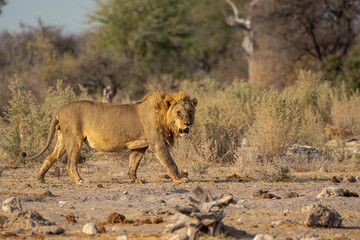 Lions
