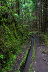 Wasserführender Kanal im Wald auf der insel Faial