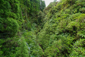 Dichter grüner Wald auf den Azoren