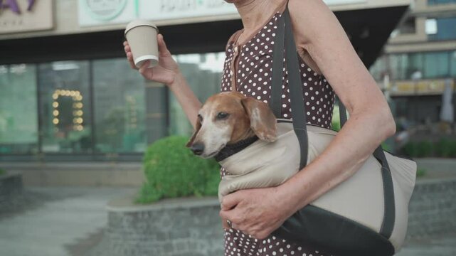 Funny little dachshund dog peeks out of her owners carrying bag on an elderly woman shoulder during summer walk in city. Mature woman drinking coffee with her canine in a carrier. Animal and human. 