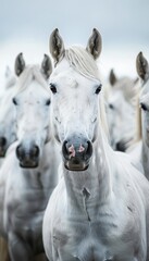 Obraz premium Majestic herd of ten white horses standing proudly in soft light capturing nature s elegance