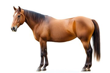 Fototapeta premium Brown horse standing isolated on white background