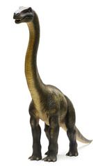 Brachiosaurus dinosaur isolated on white background