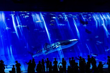 沖縄県、美ら海水族館の黒潮の海水槽を泳ぐジンベイザメ