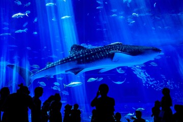 沖縄県、美ら海水族館の黒潮の海水槽を泳ぐジンベイザメ