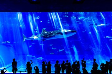 沖縄県、美ら海水族館の黒潮の海水槽を泳ぐジンベイザメ
