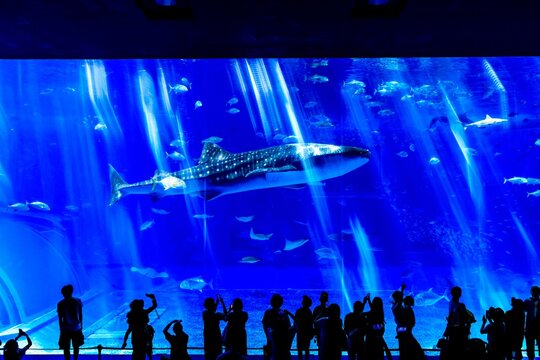 美ら海水族館 Images – Browse 538 Stock Photos, Vectors, and Video