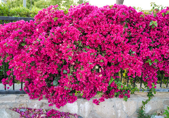 flowers in the garden