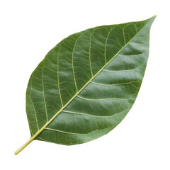 自然叶子树叶环保绿植生态绿色元素