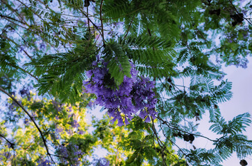 blue sky and tree