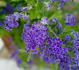 flowers in the garden