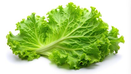 Close-Up Green Lettuce Leaf on White Background