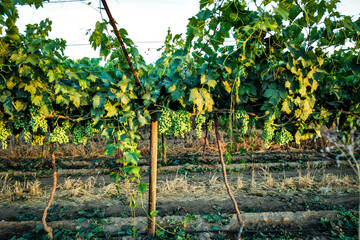 rows of grapes in vineyard