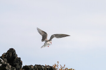 Lachmöwe im Flug 