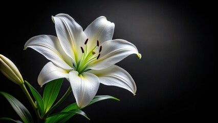 Blooming white lily on a black background at eye level