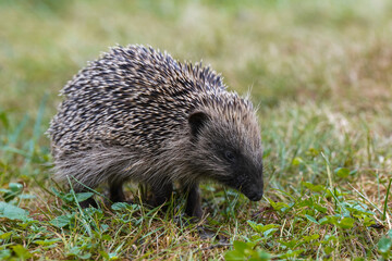 Igel im Gras am frühen Morgen