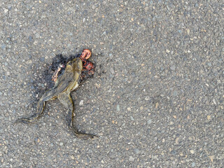 Dead frog on the asphalt, hit by car
