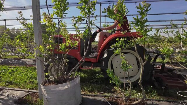 Farmer using bush hog on a tractor to cut weeds in a blueberries plant plantation.