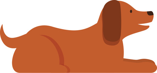 Brown dachshund dog is lying down, relaxing and looking to the side