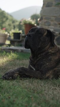 A relaxed mastiff canario dog enjoys a sunny afternoon on the grass garden