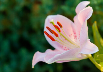 Obraz premium Pink lily flower in nature. Close-up