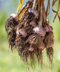 Fresh garlic dries under a canopy