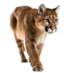 Obraz premium A majestic cougar walking with grace, showcasing its powerful physique and alert demeanor in a stunning natural pose.