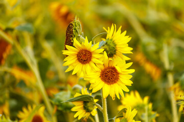 Yellow sunflowers in the field