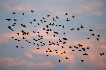 A flock of birds flies at sunset