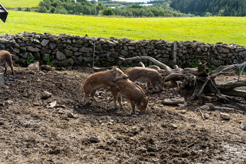 Wild boar (Sus scrofa) piglets in enclosure