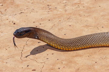 Highly venomous Australian Inland Taipan in natural Western Queensland outback habitat