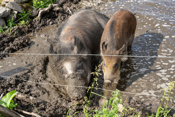 Female wild boar (Sus scrofa) laying in puddle with piglets in enclosure