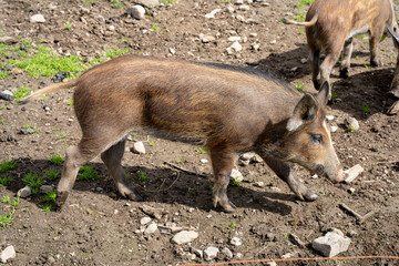 Single wild boar (Sus scrofa) piglet in enclosure