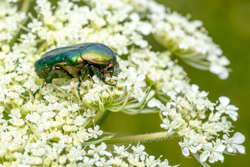 Rose Chafer beetle - Cetonia aurata, beautiful metallic beetle from European meadows and gardens, Zlin, Czech Republic.